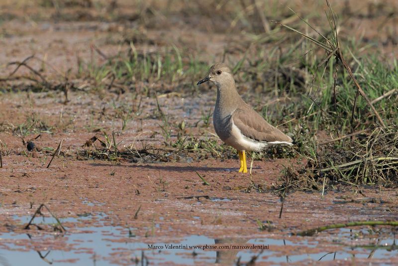 White-tailed Lapwing - Vanellus leucurus