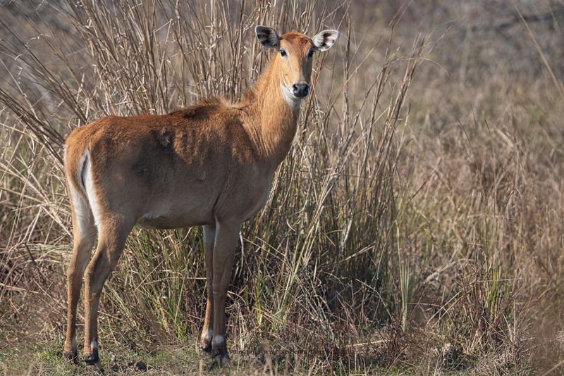 Nilgai - Boselaphus tragocamelus