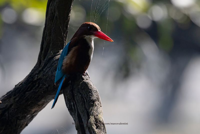White-throated Kingfisher - Halcyon smyrnensis