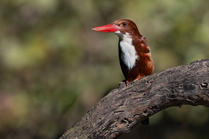 White-throated Kingfisher - Halcyon smyrnensis