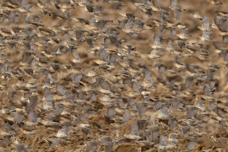 Red-billed Quelea - Quelea quelea