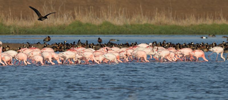 Lesser Flamingo - Phoeniconaias minor