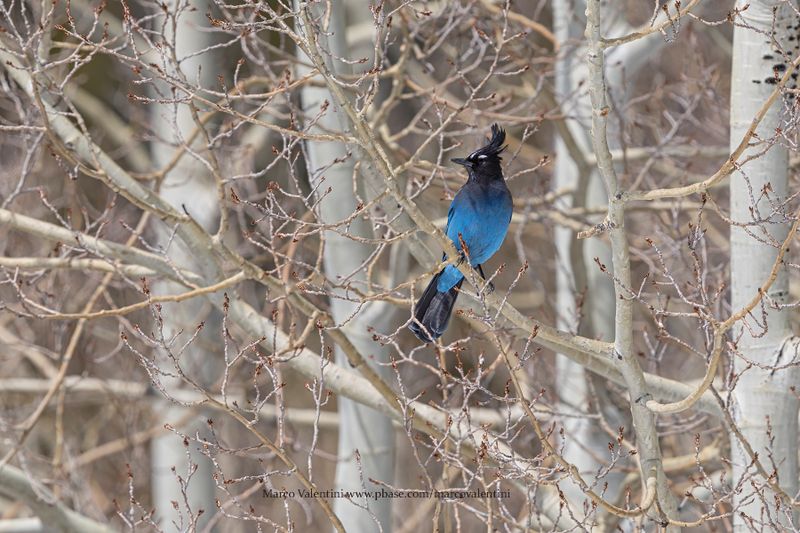 Steller's Jay - Cyanocitta stelleri