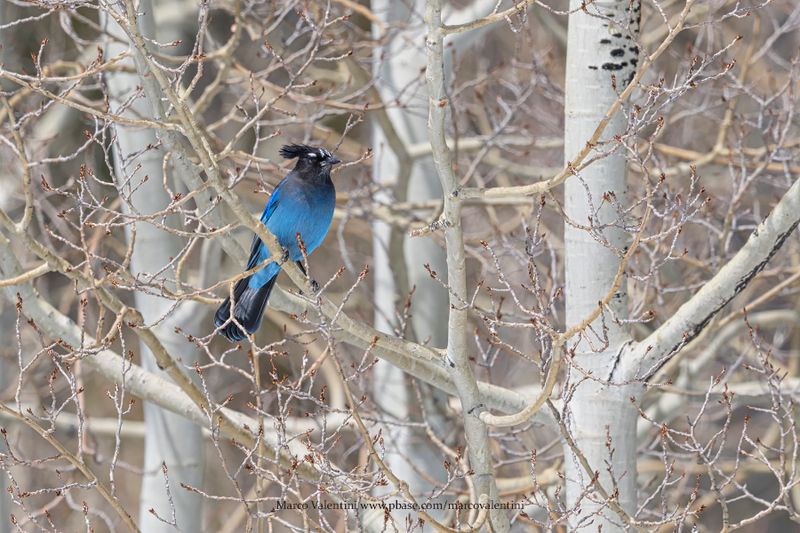 Steller's Jay - Cyanocitta stelleri