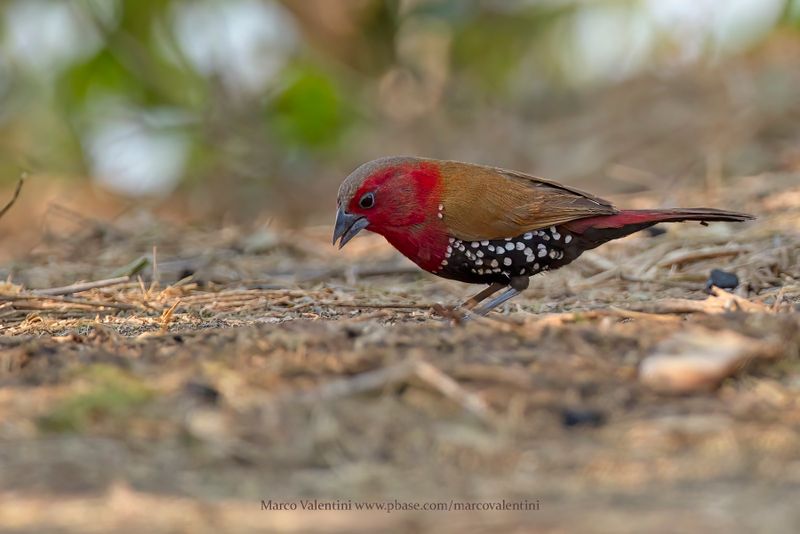 Red-throated Twinspot - Hypargos niveoguttatus