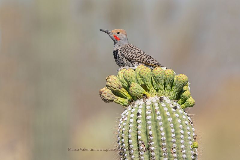 Gilded Flicker - Colaptes chrysoides