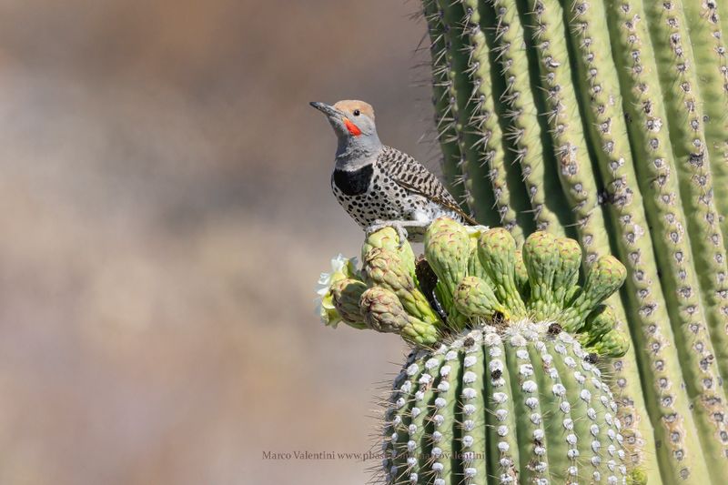 Gilded Flicker - Colaptes chrysoides