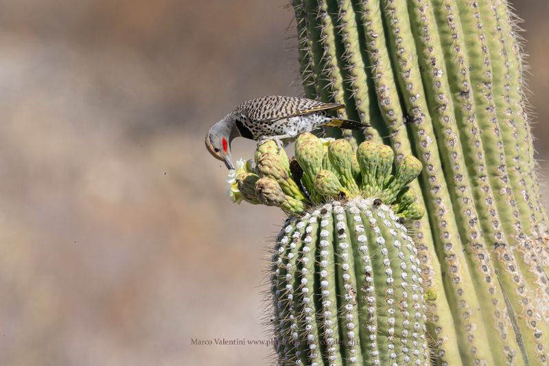 Gilded Flicker - Colaptes chrysoides