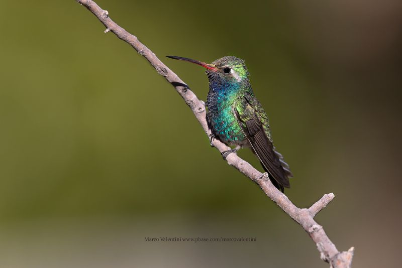 Broad-billed Hummingbird - Cynanthus latirostris