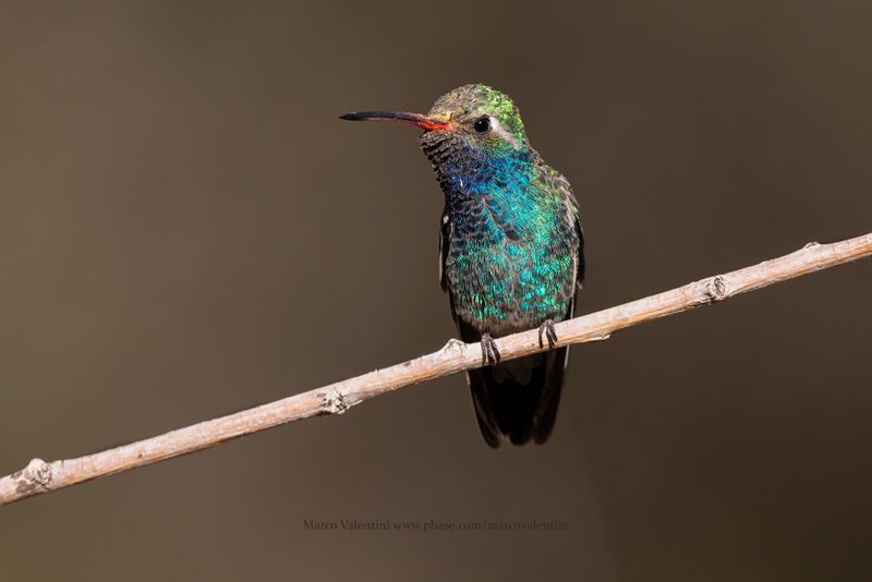 Broad-billed Hummingbird - Cynanthus latirostris