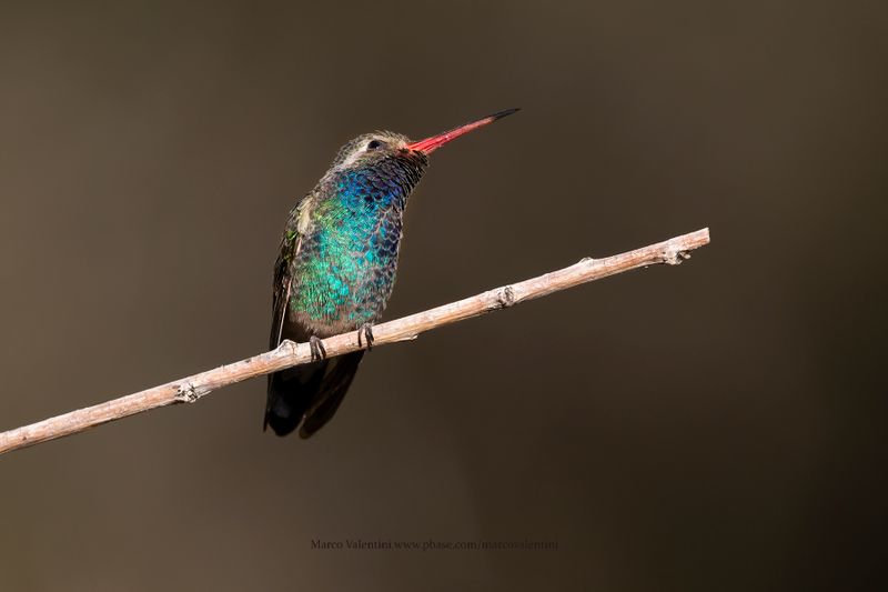 Broad-billed Hummingbird - Cynanthus latirostris