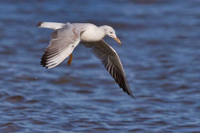 Slender-billed gull - Larus genei