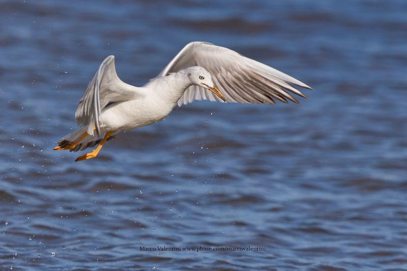 Slender-billed gull - Larus genei