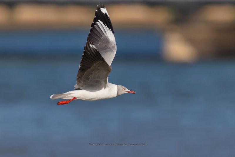 Grey-headed Gull - Chroicocephalus leucocephalus