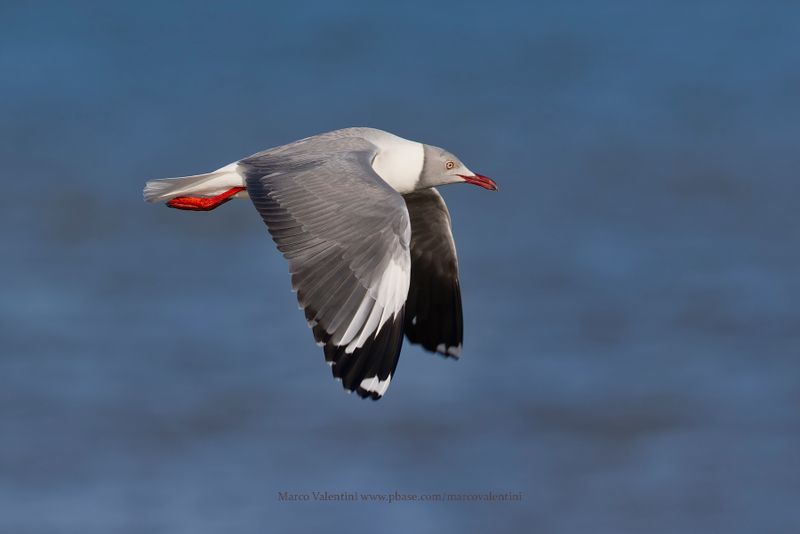 Grey-headed Gull - Chroicocephalus leucocephalus