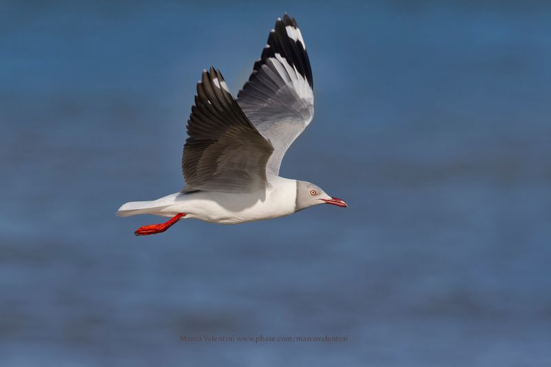 Grey-headed Gull - Chroicocephalus leucocephalus