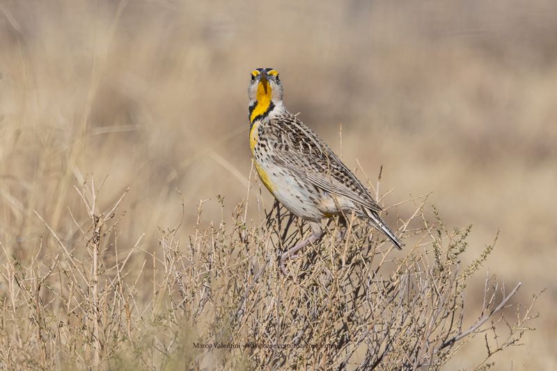 Chihuahuan Meadowlark - Sturnella lilianae