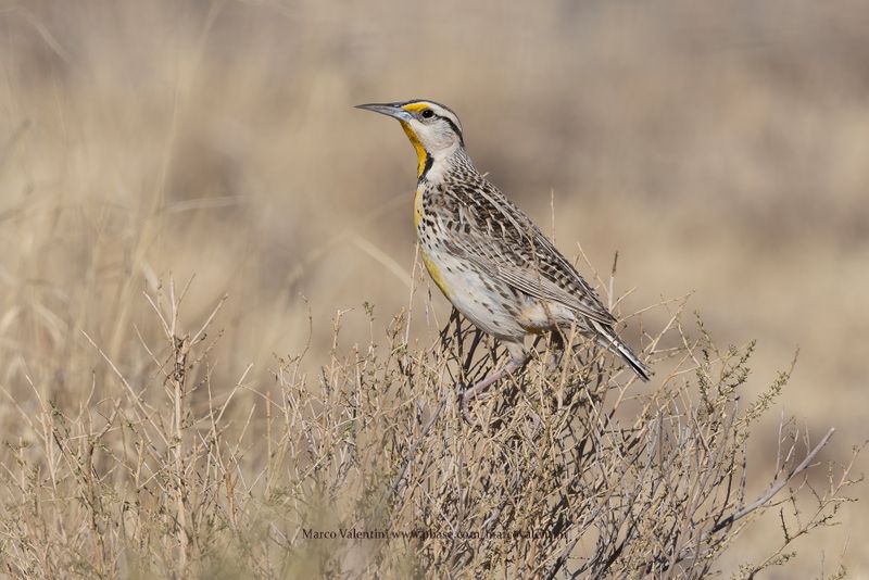 Chihuahuan Meadowlark - Sturnella lilianae