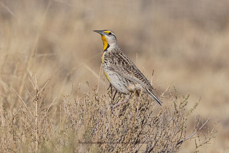 Chihuahuan Meadowlark - Sturnella lilianae