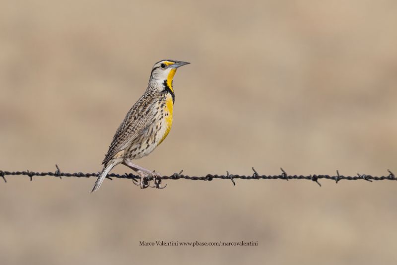 Chihuahuan Meadowlark - Sturnella lilianae