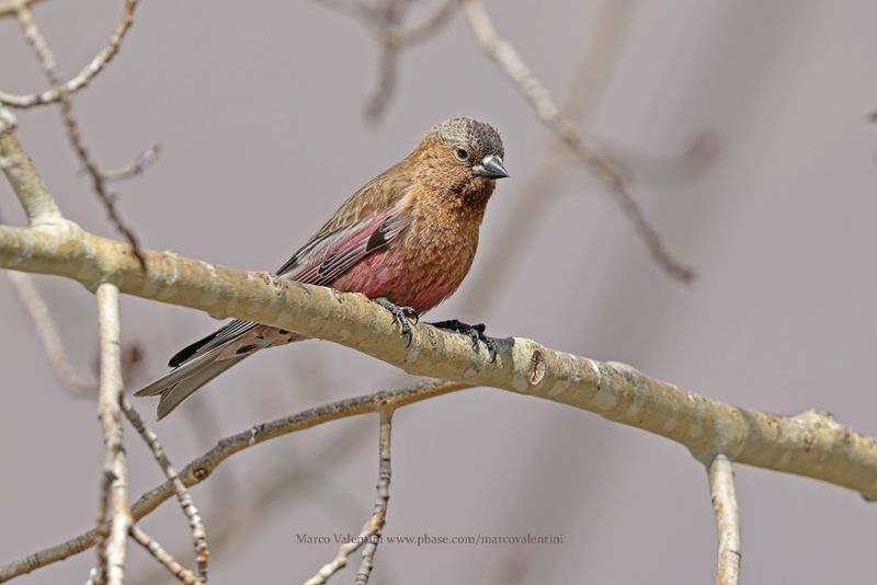 Brown-capped Rosy.Finch - Leucosticte australis
