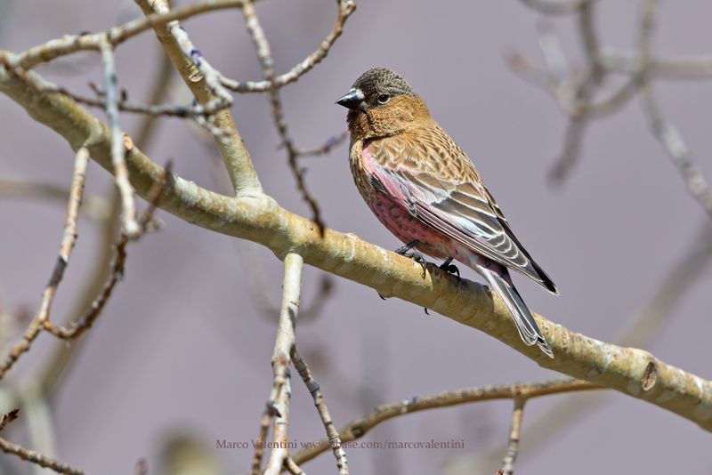 Brown-capped Rosy.Finch - Leucosticte australis