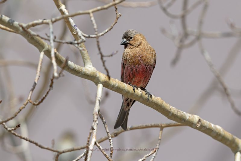 Brown-capped Rosy.Finch - Leucosticte australis
