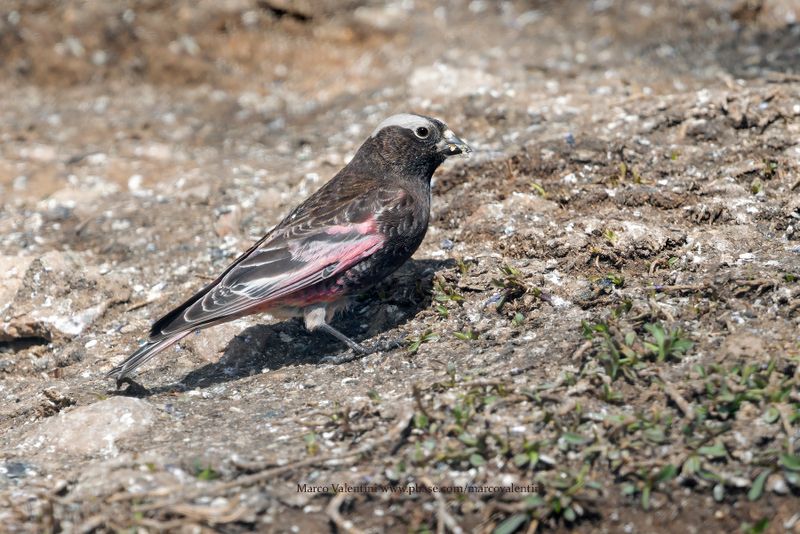 Black Rosy-Finch - Leucosticte atrata