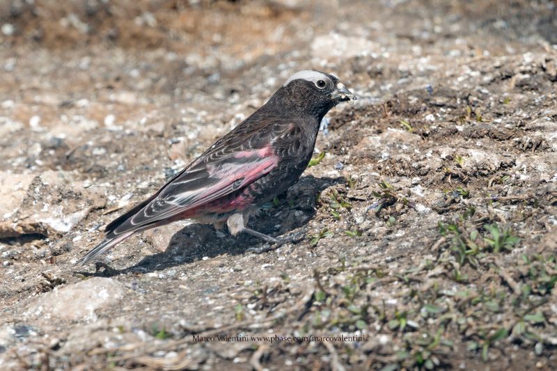 Black Rosy-Finch - Leucosticte atrata