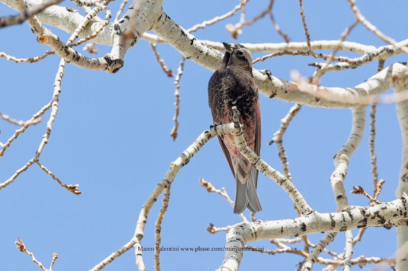 Black Rosy-Finch - Leucosticte atrata