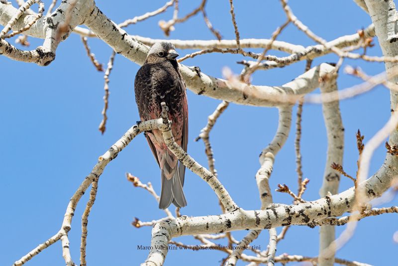 Black Rosy-Finch - Leucosticte atrata