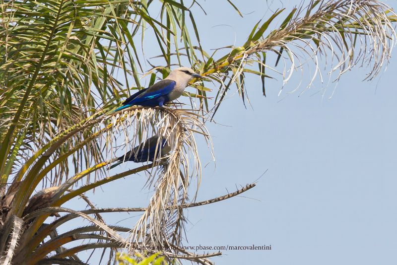 Blue-bellied Roller - Coracias cyanogaster