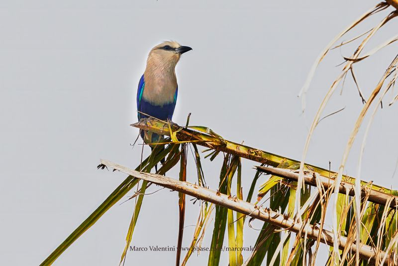 Blue-bellied Roller - Coracias cyanogaster