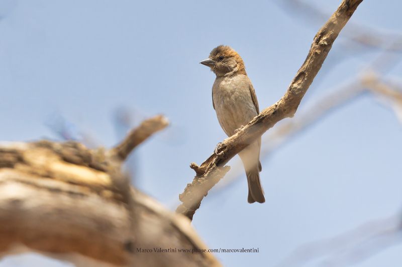 Sahel Bush Sparrow - Gymnoris dentata