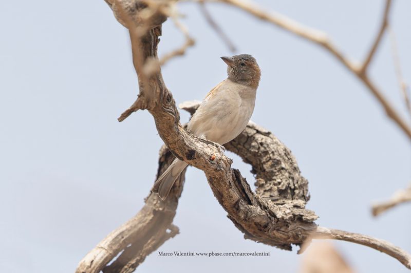 Sahel Bush Sparrow - Gymnoris dentata