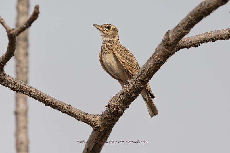 Sun Lark - Galerida modesta