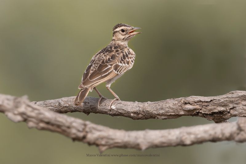 Sun Lark - Galerida modesta