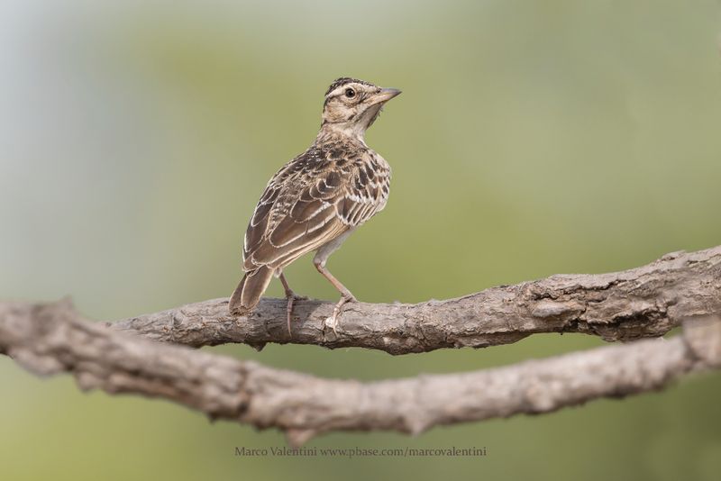 Sun Lark - Galerida modesta