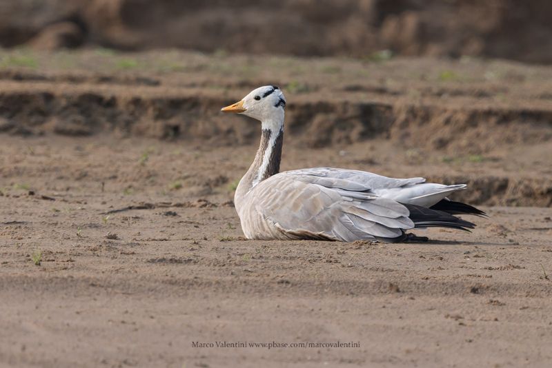 Bar-headed Goose - Anser indicus