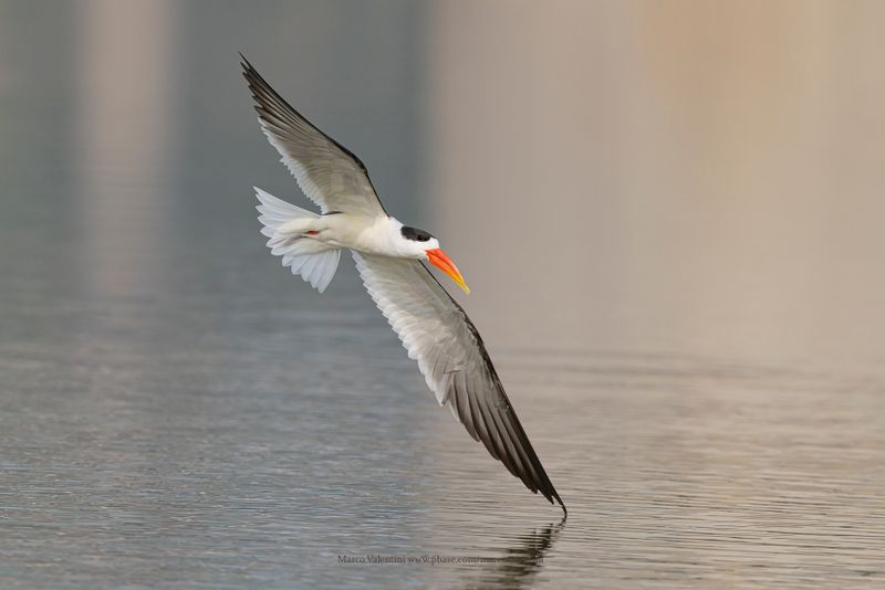 Indian Skimmer - Rynchops albicollis