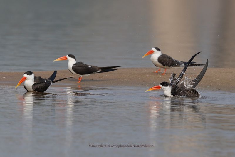 Indian Skimmer - Rynchops albicollis