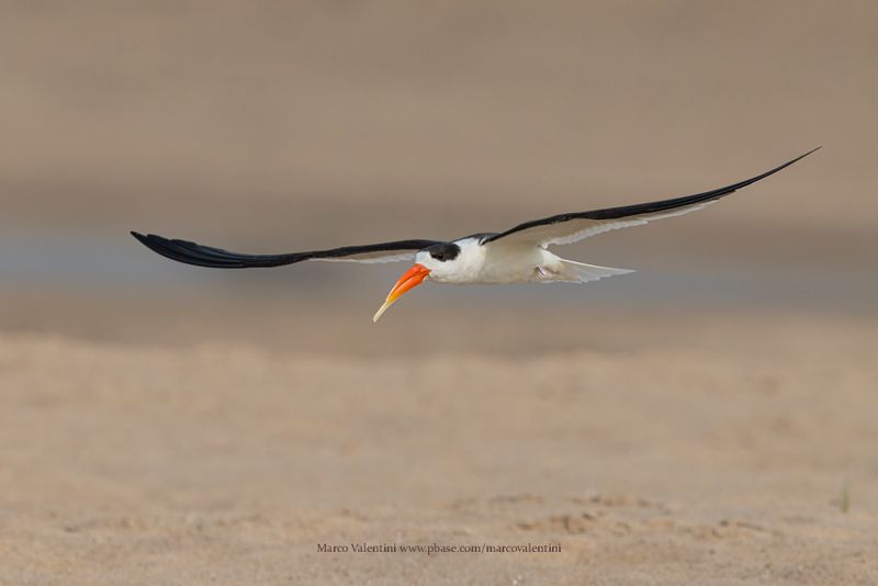 Indian Skimmer - Rynchops albicollis