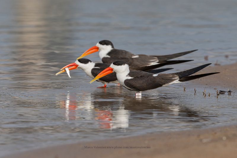 Indian Skimmer - Rynchops albicollis