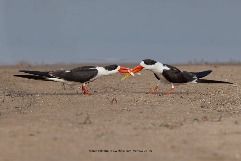 Indian Skimmer - Rynchops albicollis