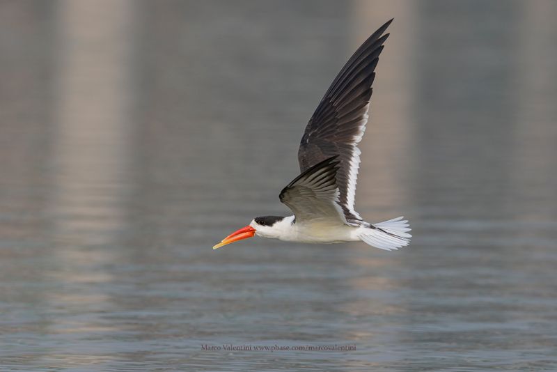 Indian Skimmer - Rynchops albicollis