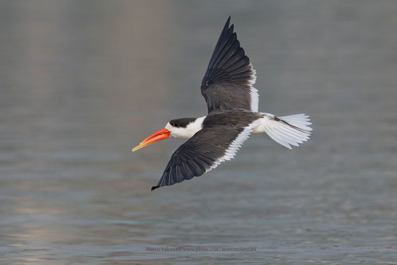 Indian Skimmer - Rynchops albicollis