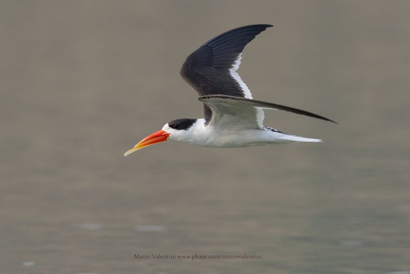 Indian Skimmer - Rynchops albicollis