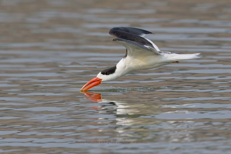 Indian Skimmer - Rynchops albicollis