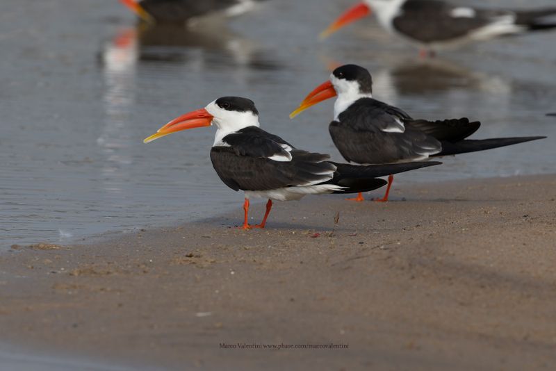 Indian Skimmer - Rynchops albicollis