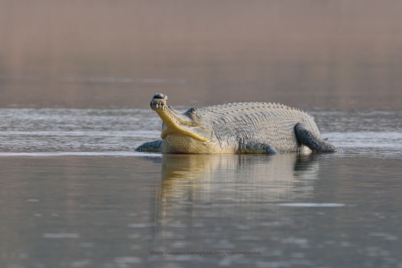 Gharial - Gavialis gangeticus